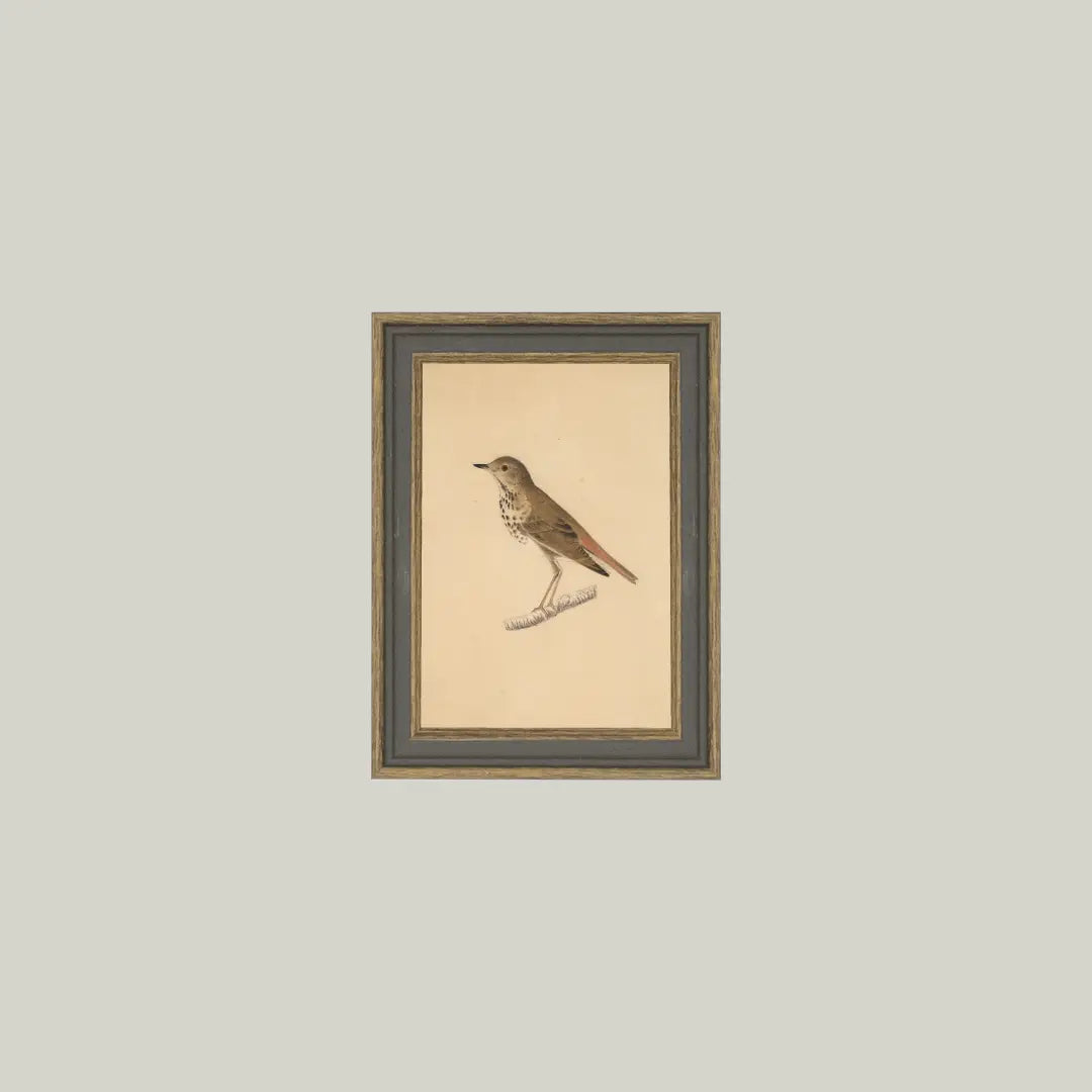 Framed illustration of a bird on beige paper with a dark frame against a light gray background