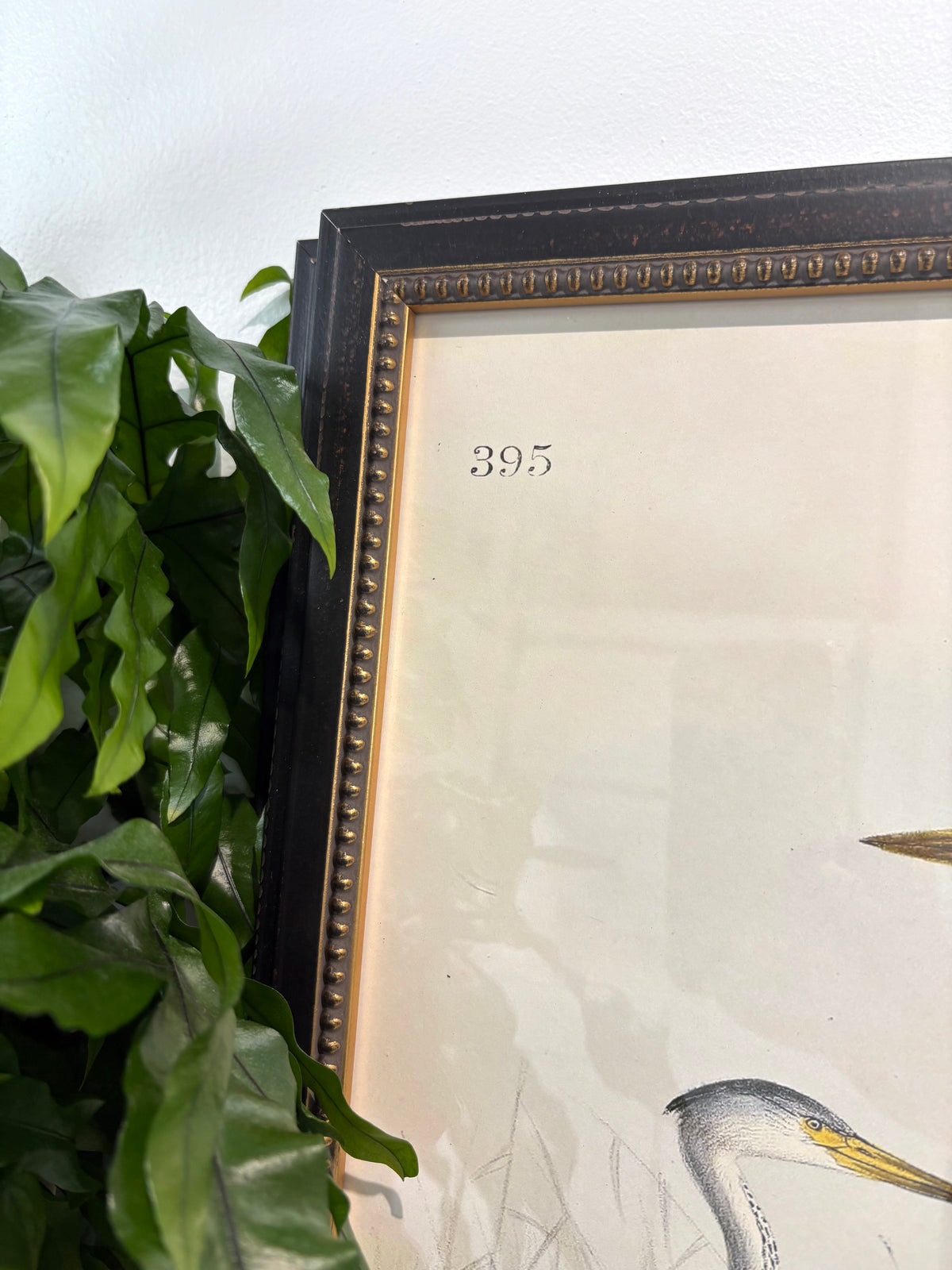 Vintage Waterbird Bookplate in Black Beaded Frame