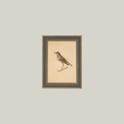 Framed illustration of a bird on beige paper with a dark frame against a light gray background