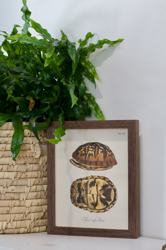 Framed Vintage Turtle Shell Study
