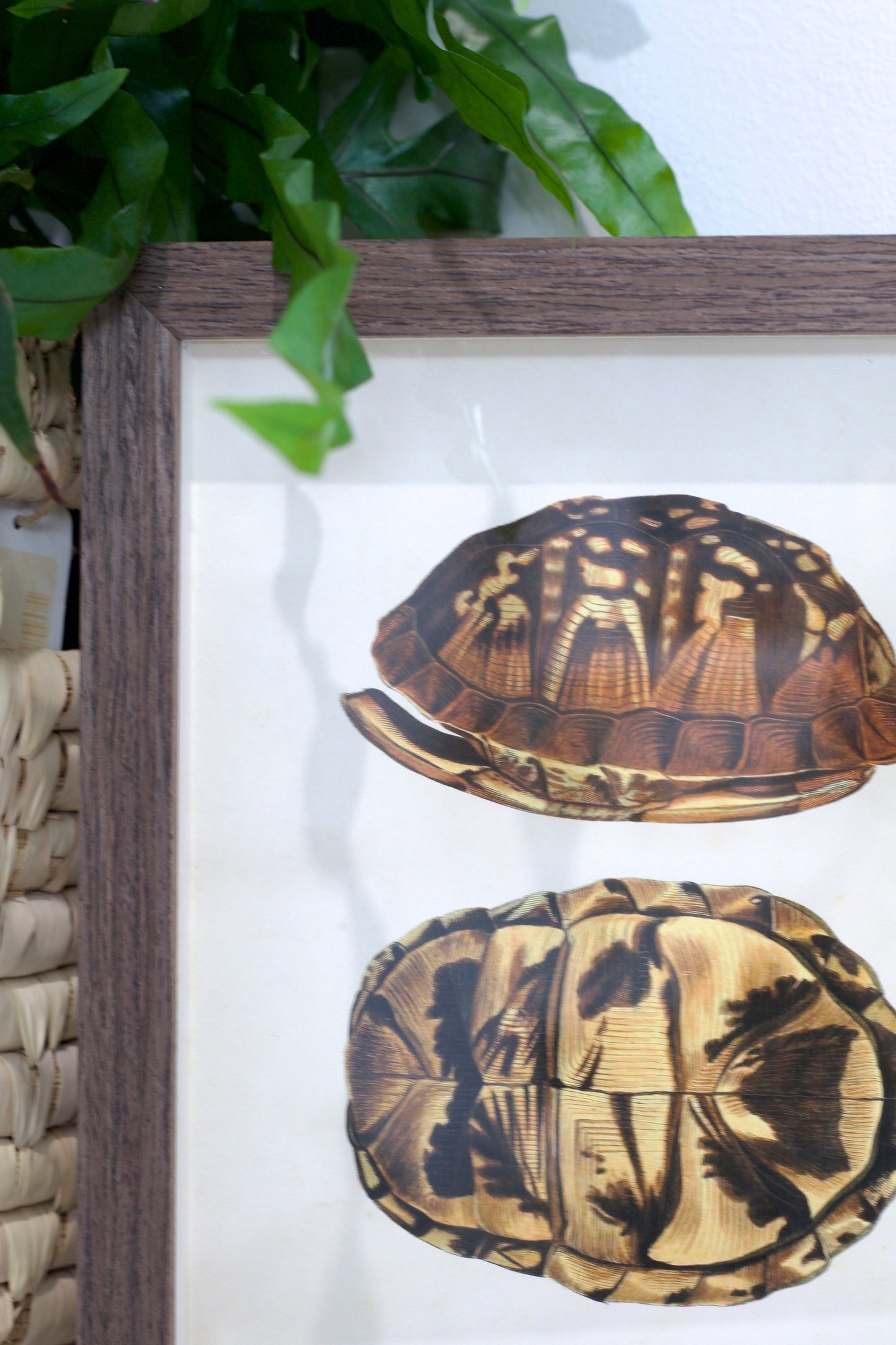 Framed Vintage Turtle Shell Study