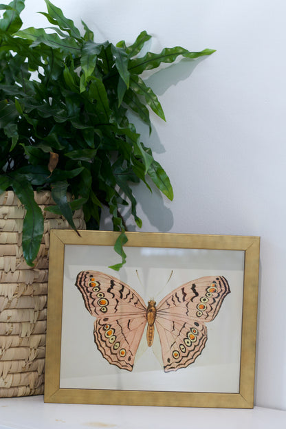 Pink Butterfly Print in Gold Frame