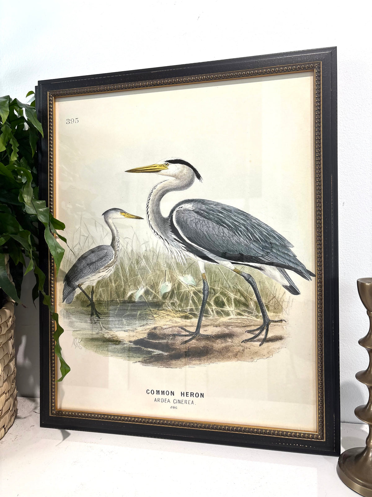 Vintage Waterbird Bookplate in Black Beaded Frame