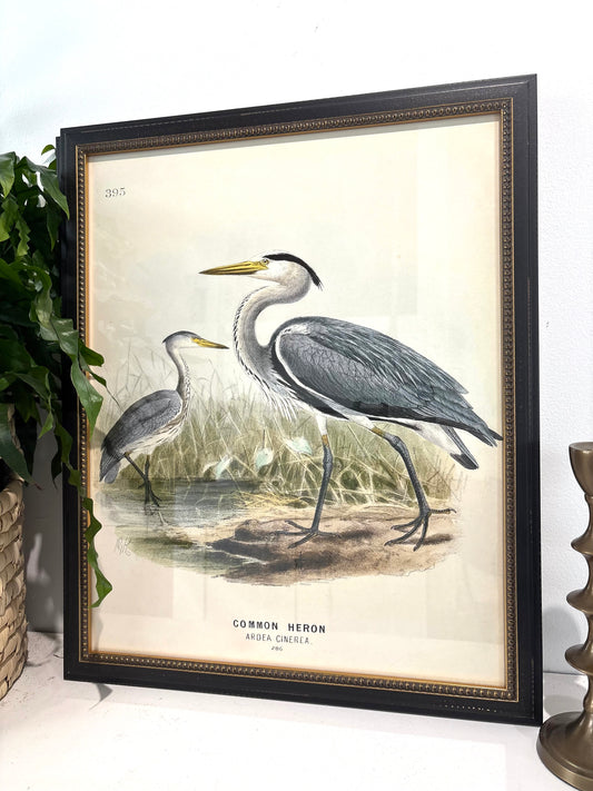 Vintage Waterbird Bookplate in Black Beaded Frame