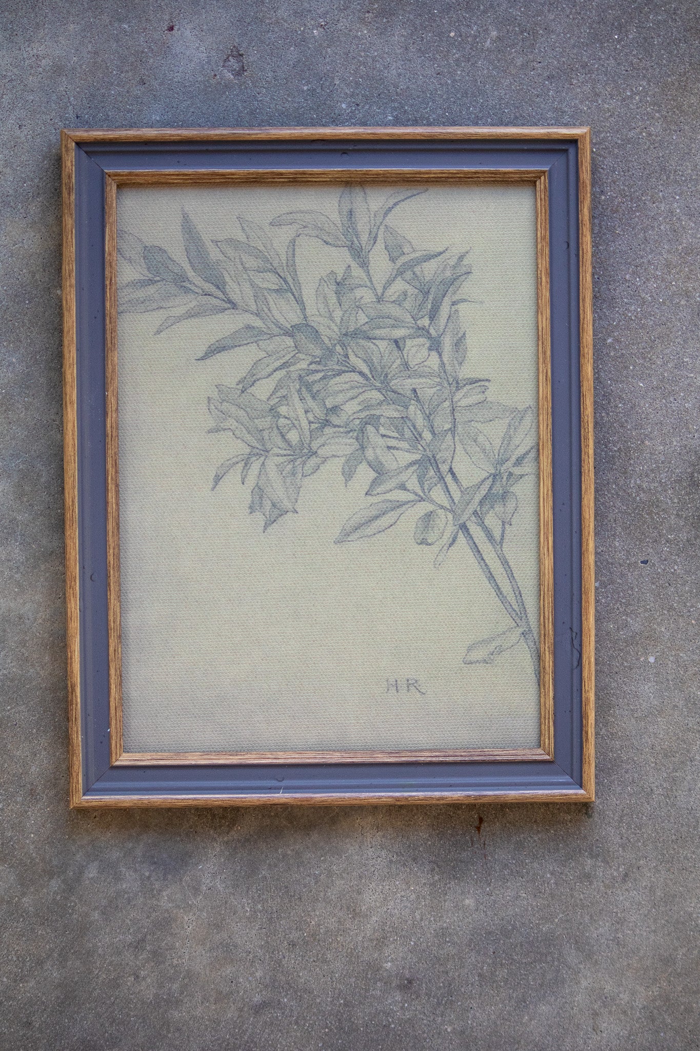 Framed botanical drawing on a textured wall